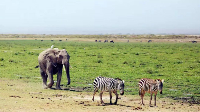 10人24天直闯东非原野Safari!这趟旅行不简单 | 途风定制