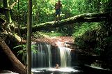 AMAZON JUNGLE AMAZON JUNGLE