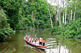 AMAZON JUNGLE AMAZON JUNGLE