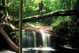  AmazonJungle