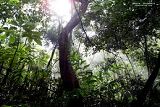 AmazonJungle