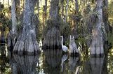  Everglades