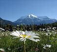 Mt. Robson 