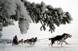  PASEO EN TRINEO DE PERROS 