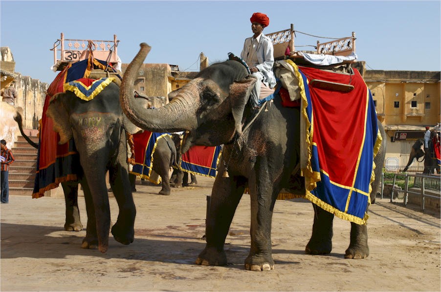  Jaipur