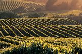  Napa Valley 