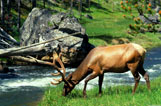 yellowstone yellowstone