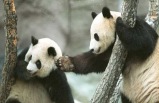 �@��t�a�ȭ��ʪ��餧��/San Diego Zoo Tour
