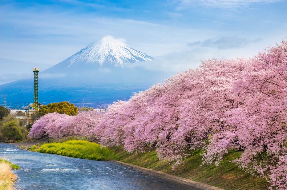 2025東京櫻花季旅遊全攻略!這7個絕美打卡地,錯過再等一年!