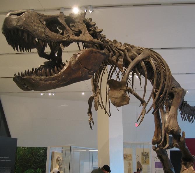 安大略皇家博物馆2008 年展出的恐龙化石